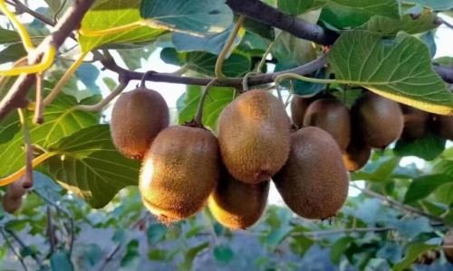乳腺癌化疗期间可以吃黄鳝汤吗、乳腺癌患者化疗期间能吃黄鳝吗 -乳腺癌化疗期间可以吃黄鳝网